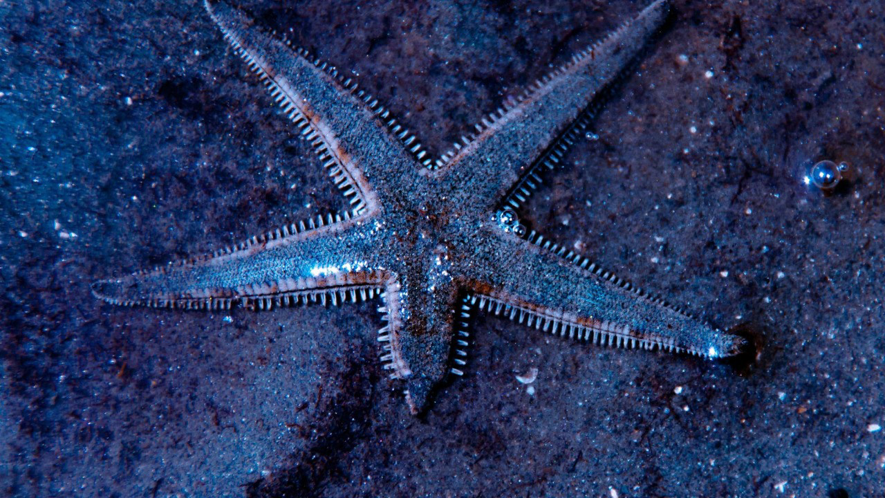 Tutkijat ovat paljastaneet lähes kuolemattoman eläimen biologisen salaisuuden, joka voi muuttaa ikääntymisen torjuntaa.