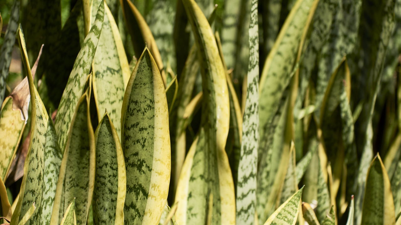 Sansevierian osan istuttaminen ruukkuihin muiden kasvien kanssa: miksi se on suositeltavaa.