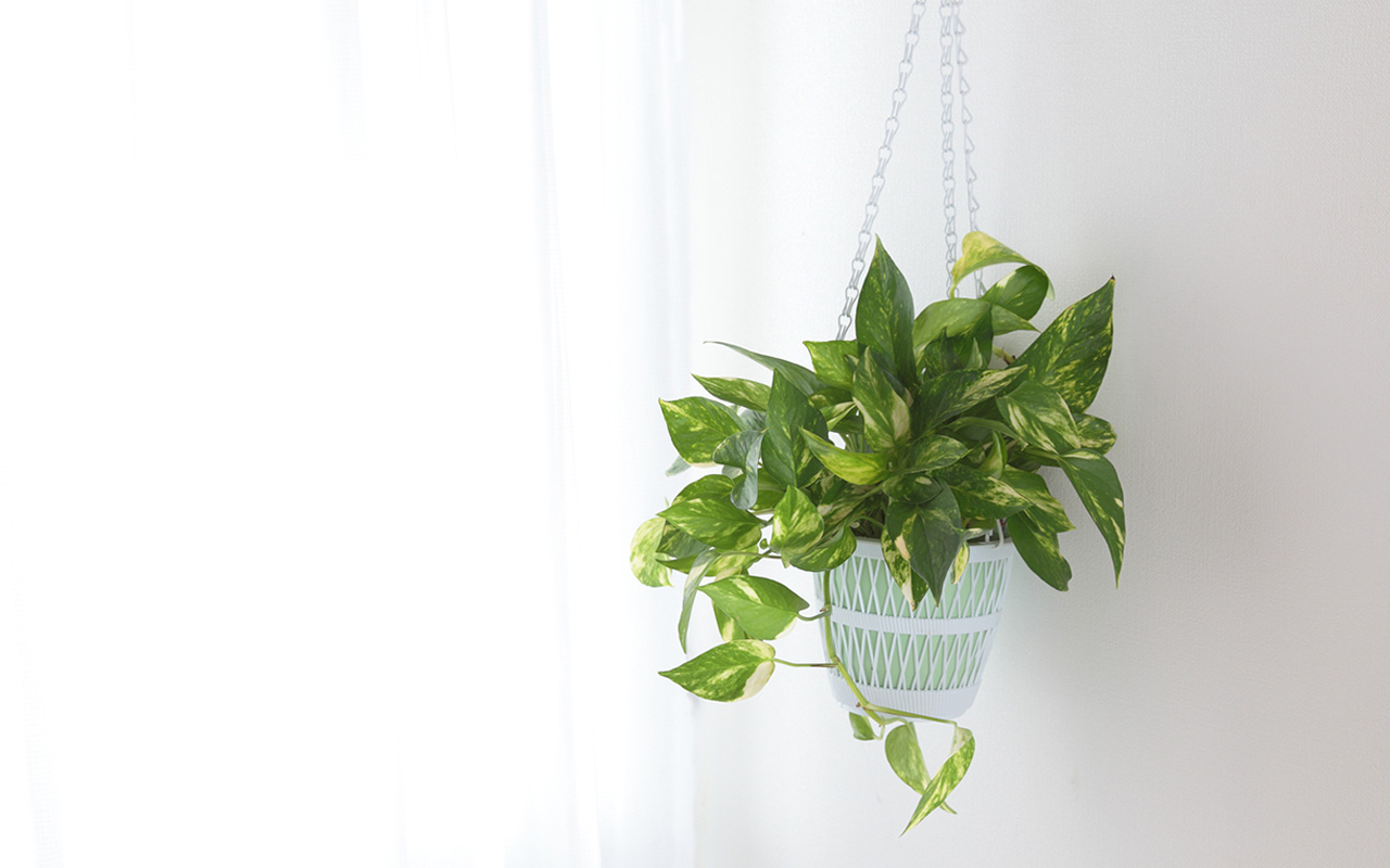 Scindapsus-kasvin kastelu riisivedellä: miksi se on suositeltavaa ja miksi se on hyödyllistä.