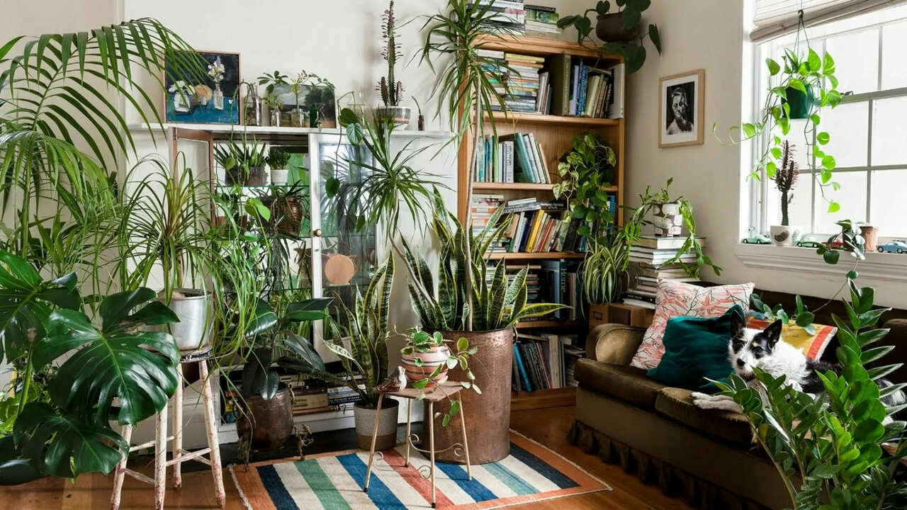 Alumiinifolion käyttö kukkaruukuissa: mihin sitä tarvitaan ja miksi sitä suositellaan.