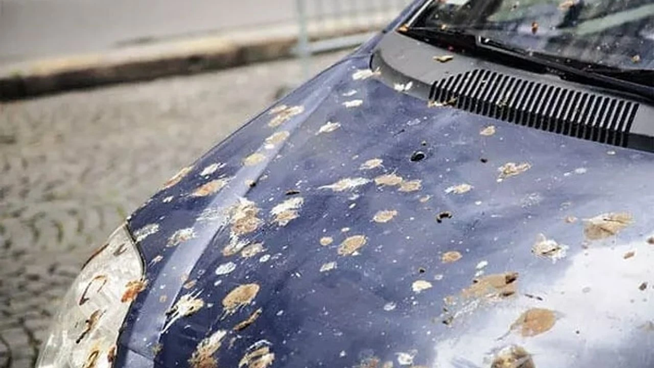 Vesi tai alkoholi eivät auta: helppo tapa puhdistaa auto lintujen ulosteista ja jättää se täysin puhtaaksi.