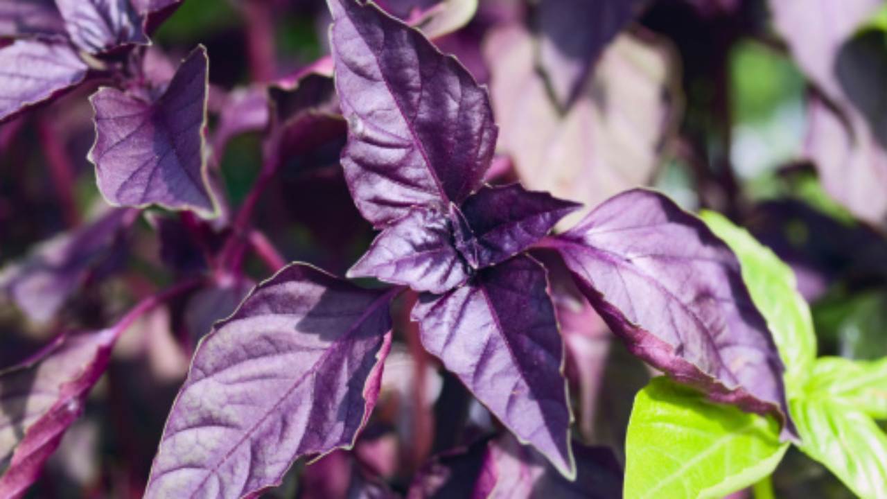 Kolme tuoksuvia kasveja, jotka kannattaa kylvää helmikuussa, jotta puutarha täyttyy miellyttävällä tuoksulla.