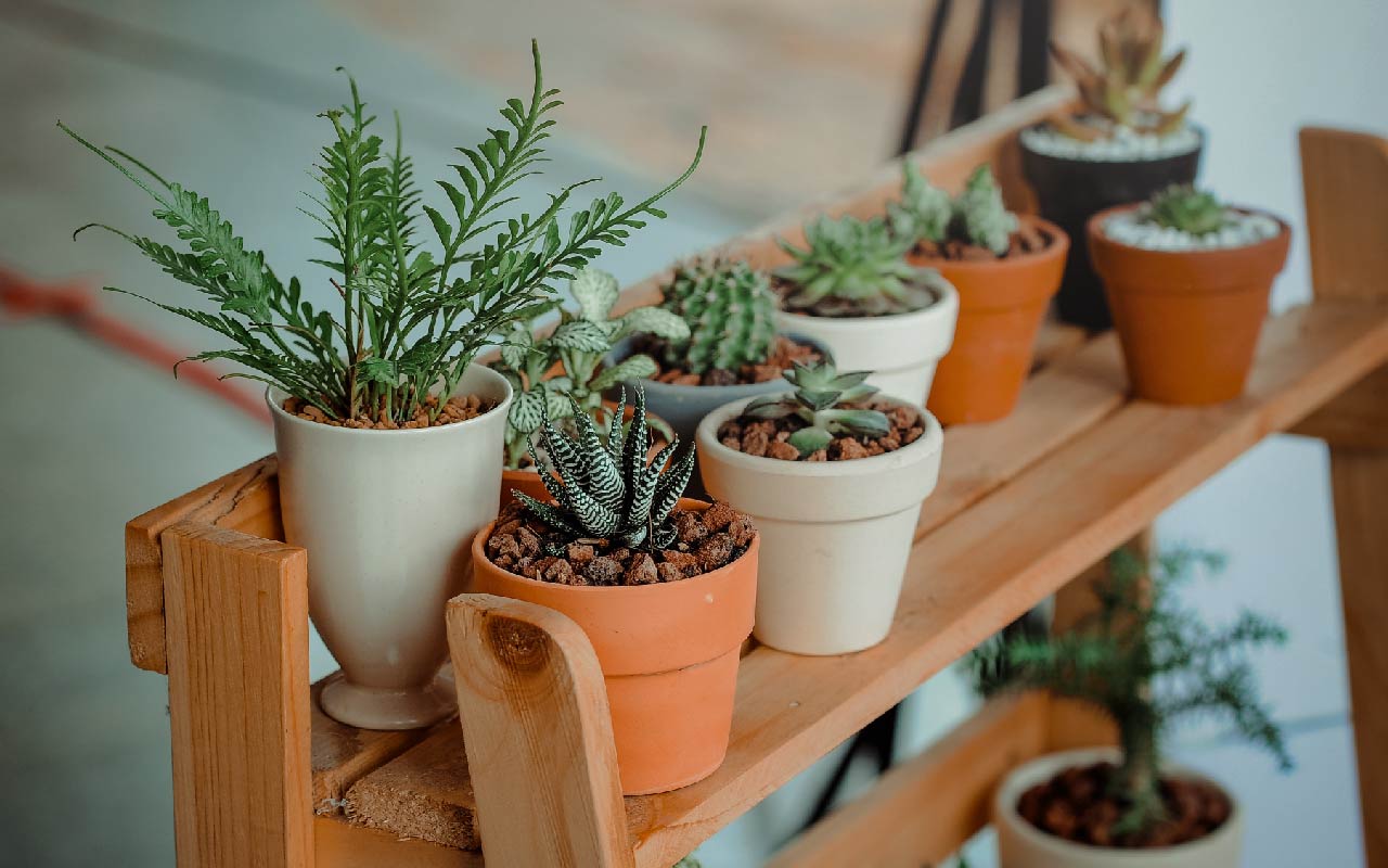 Kukkaruukun ripottelu karkealla suolalla: miksi se on suositeltavaa ja mihin sitä tarvitaan.