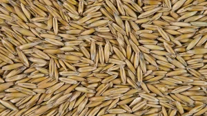 Miksi kaura on tärkeä apulainen kolesterolitason hallinnassa, ruoansulatuksessa ja kylläisyyden tunteessa