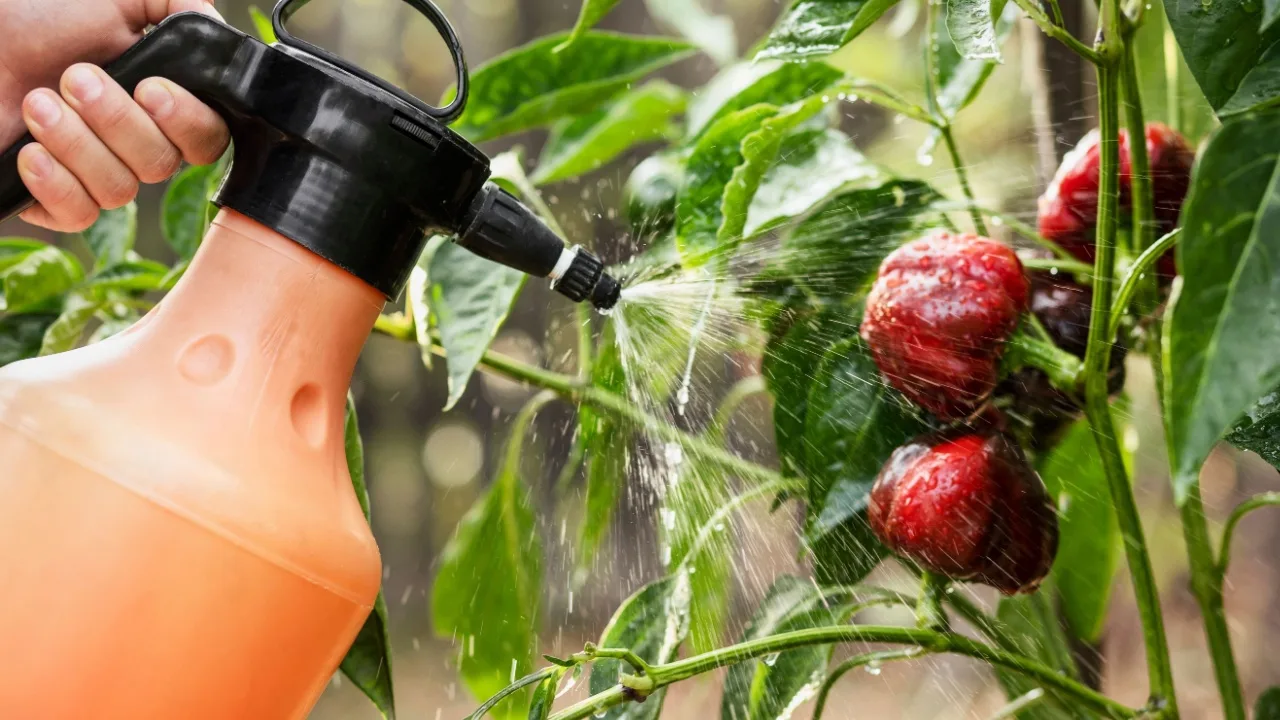 Kasvien ruiskuttaminen etikalla: mihin sitä tarvitaan ja miksi sitä suositellaan.