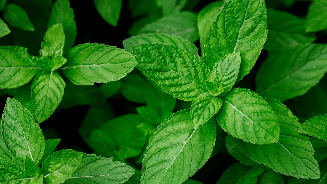 Kolme tuoksuvia kasveja, jotka kannattaa kylvää helmikuussa, jotta puutarha täyttyy miellyttävällä tuoksulla.