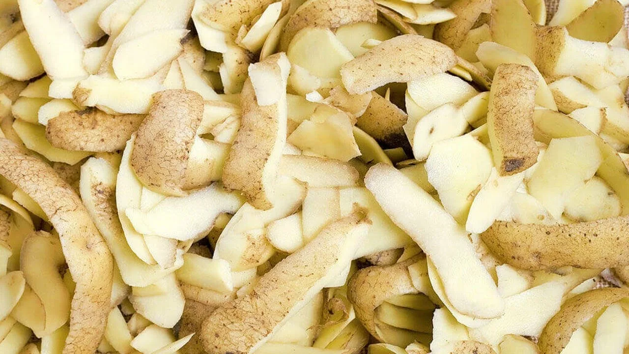 Kotimainen lannoite: kuinka tehdä orgaanista lannoitetta perunankuorista.