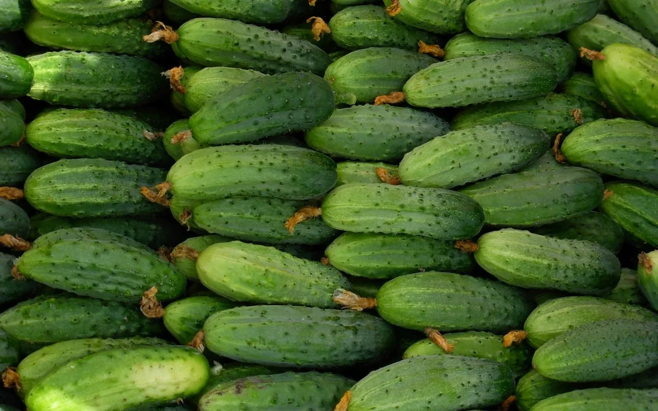Kurkun viipaleiden valmistus laakerinlehdillä: mitä hyötyä siitä on ja miten sitä käytetään asiantuntijoiden mukaan.