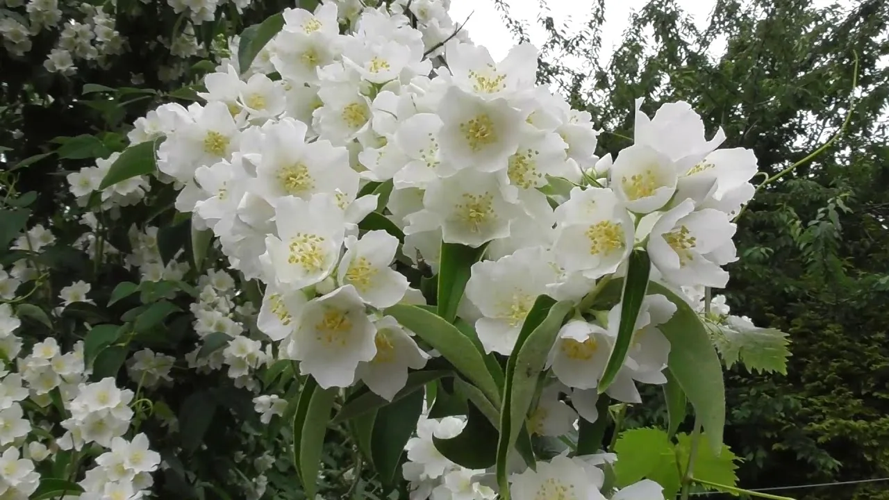Tuoksuva puutarha: miksi helmikuu on ihanteellinen aika istuttaa tuoksuvia yrttejä, jotka juurtuvat nopeasti.
