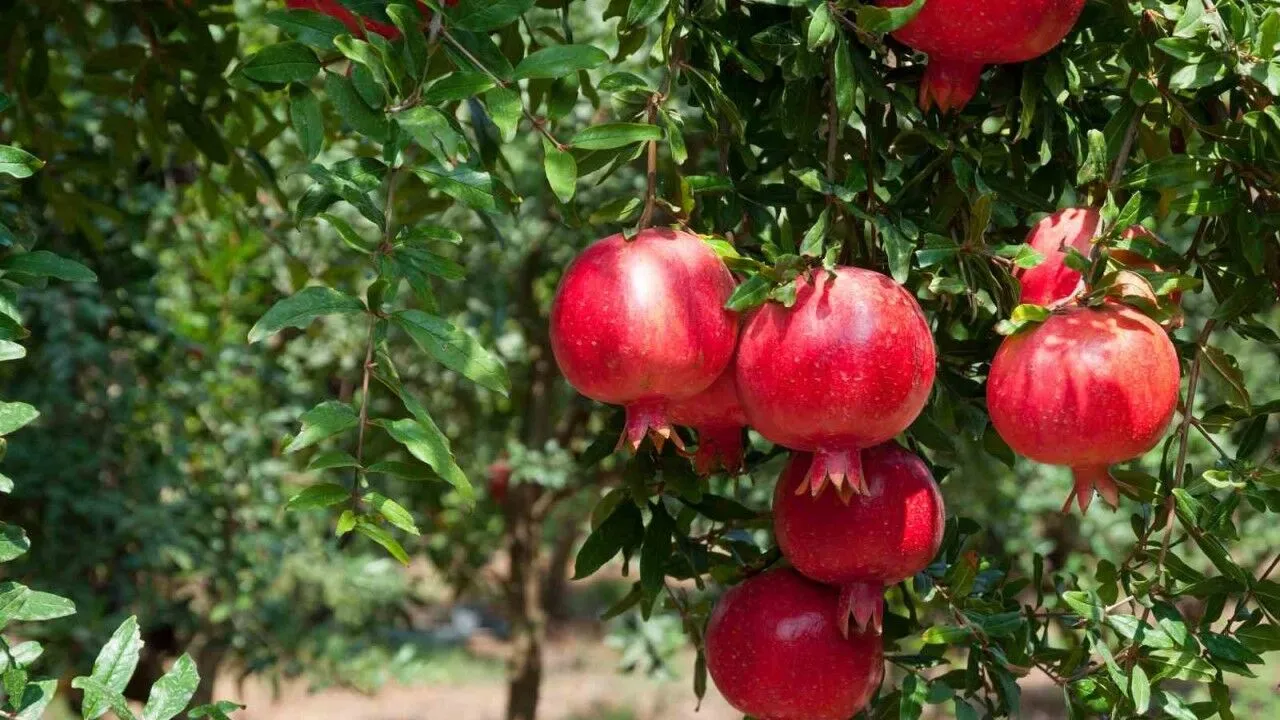 Ihanteellinen pienille taloille: puu, joka ei juurru ja tuottaa hedelmää koko kesän.