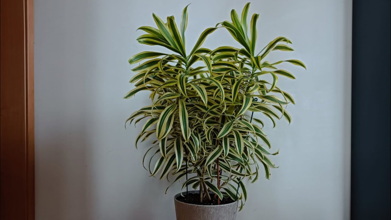 Ihanteellinen kasvi pieniin nurkkiin: se kasvaa pystysuoraan eikä vie paljon tilaa.