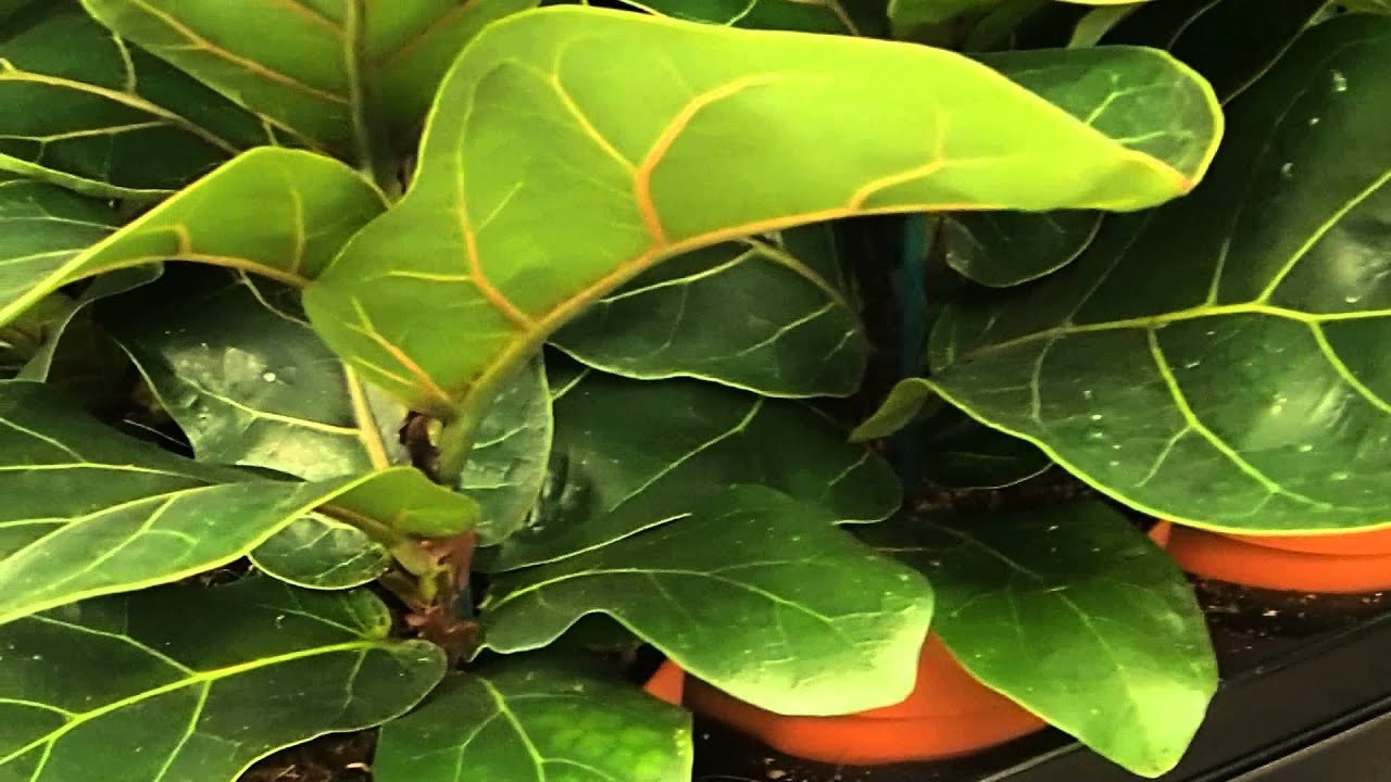 Ihanteellinen kasvi pieniin nurkkiin: se kasvaa pystysuoraan eikä vie paljon tilaa.