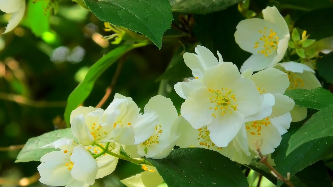 Tuoksuva puutarha: miksi helmikuu on ihanteellinen aika istuttaa tuoksuvia yrttejä, jotka juurtuvat nopeasti.