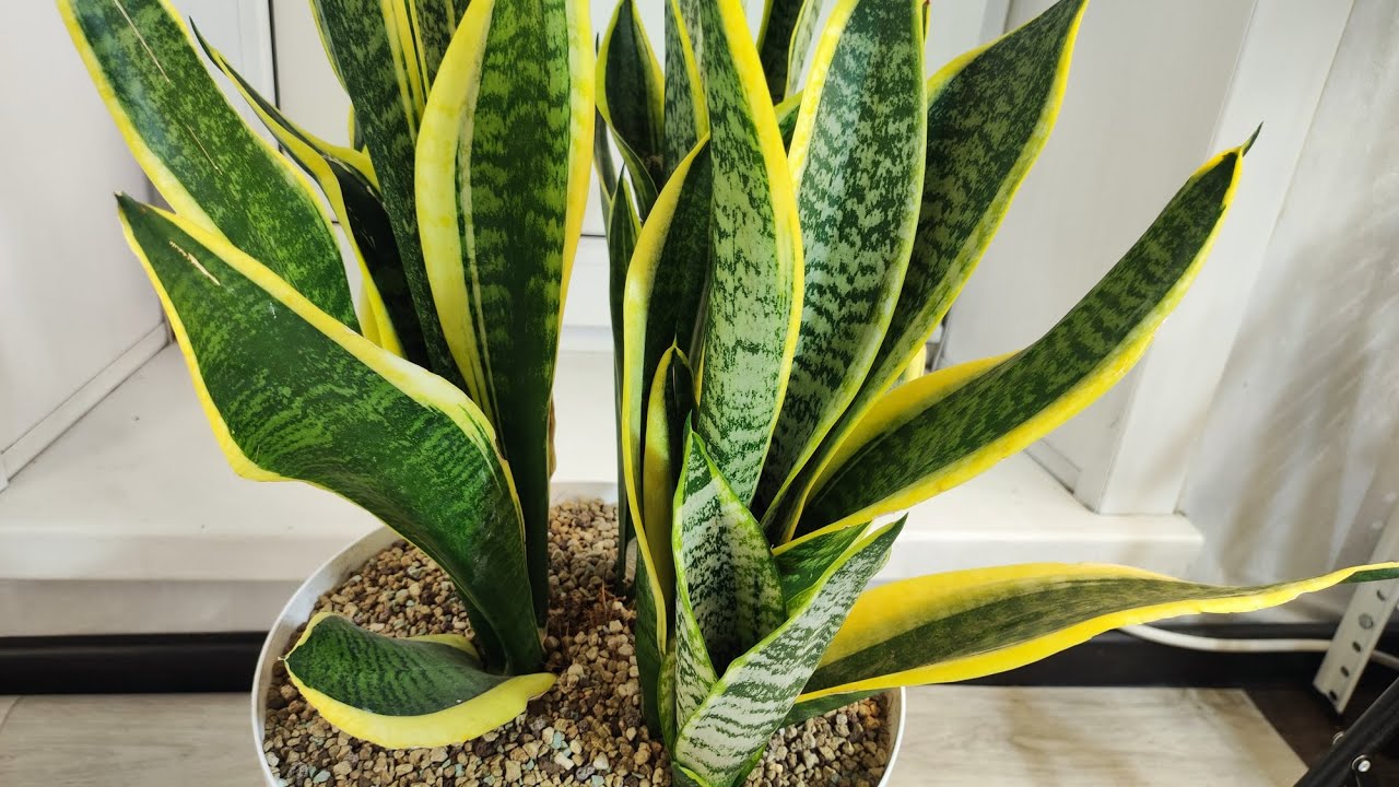 Sansevierian osan istuttaminen ruukkuihin muiden kasvien kanssa: miksi se on suositeltavaa.