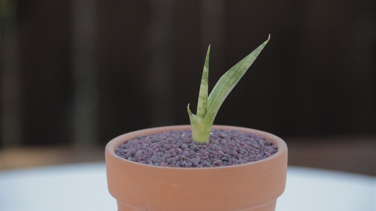 Sansevierian osan istuttaminen ruukkuihin muiden kasvien kanssa: miksi se on suositeltavaa.