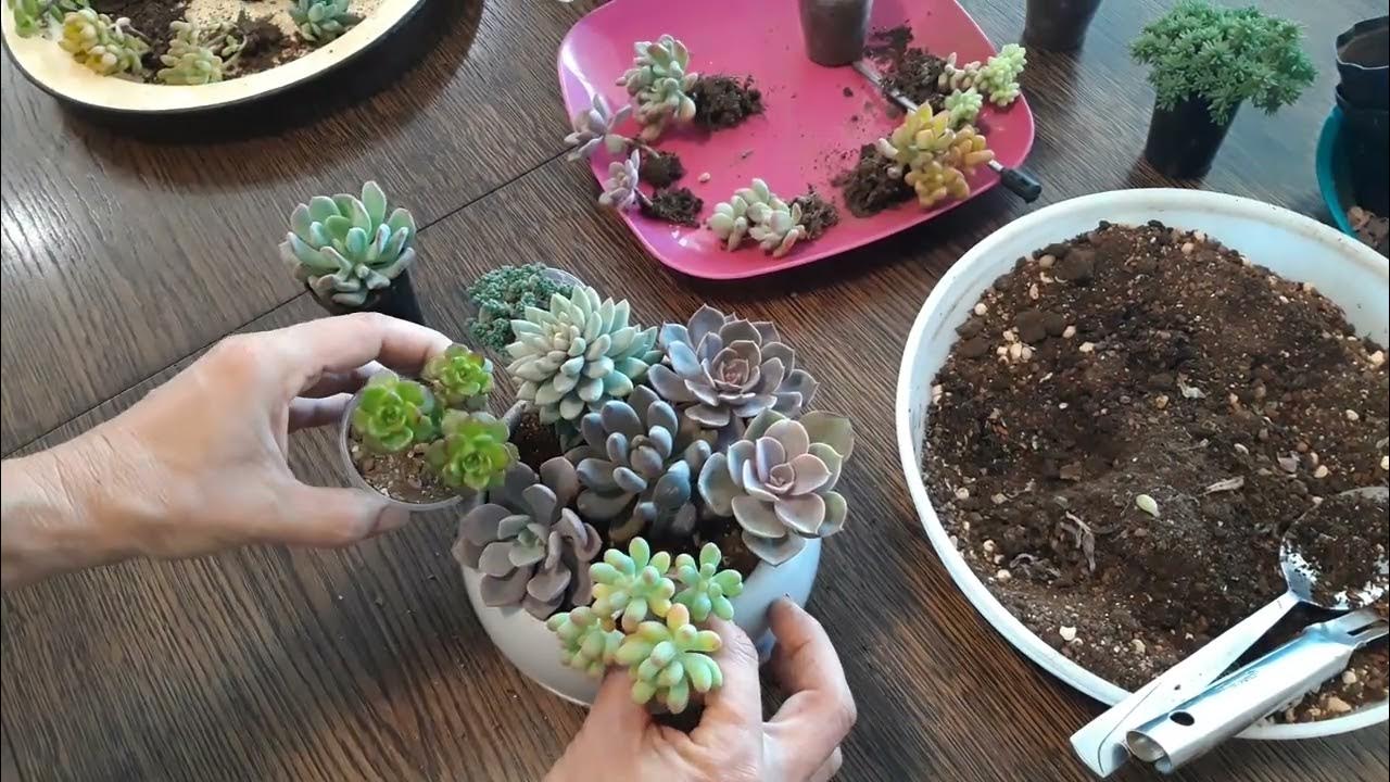 Alumiinifolion käyttö sukulenttien ruukuissa: mihin sitä tarvitaan ja miten sitä käytetään.