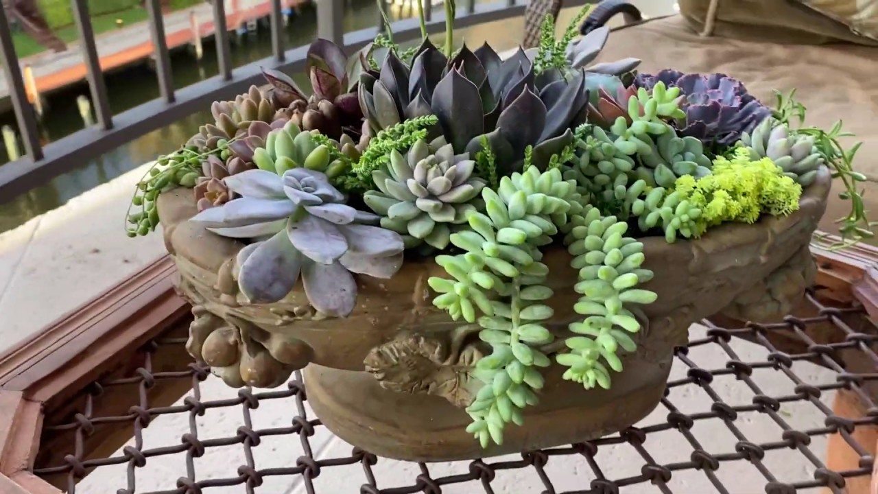 Alumiinifolion käyttö sukulenttien ruukuissa: mihin sitä tarvitaan ja miten sitä käytetään.