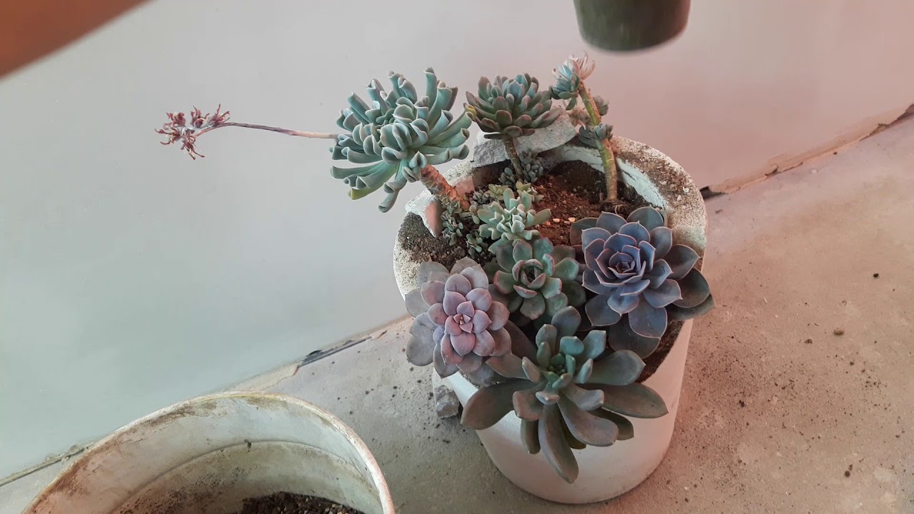 Alumiinifolion käyttö sukulenttien ruukuissa: mihin sitä tarvitaan ja miten sitä käytetään.