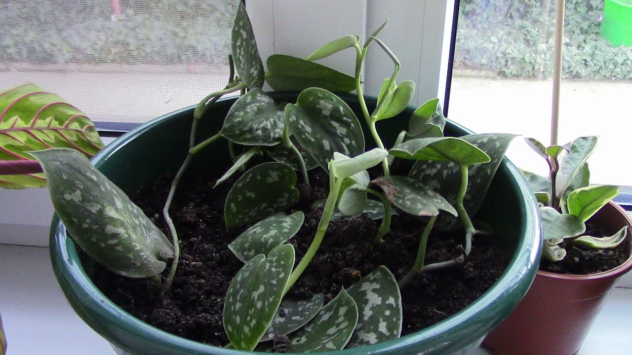 Kuinka hoitaa huoneen scindapsusta ja edistää sen lehtien kasvua