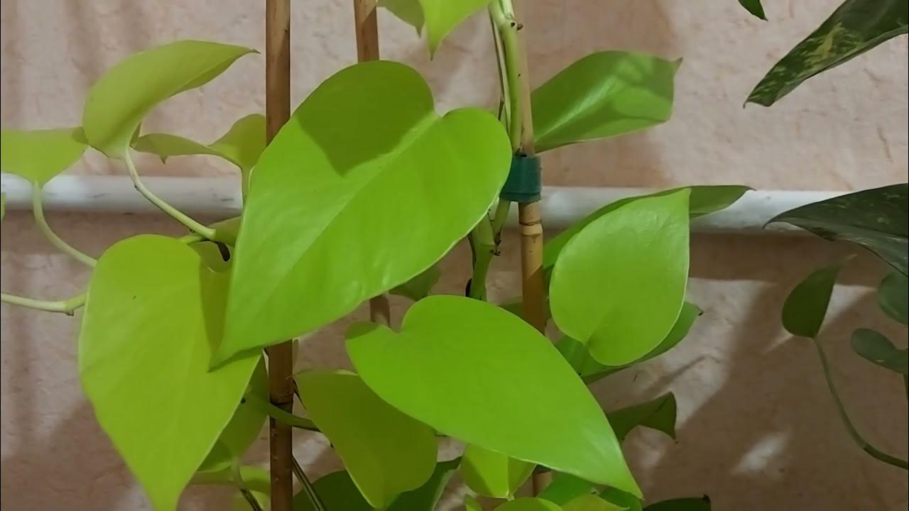 Kuinka hoitaa huoneen scindapsusta ja edistää sen lehtien kasvua