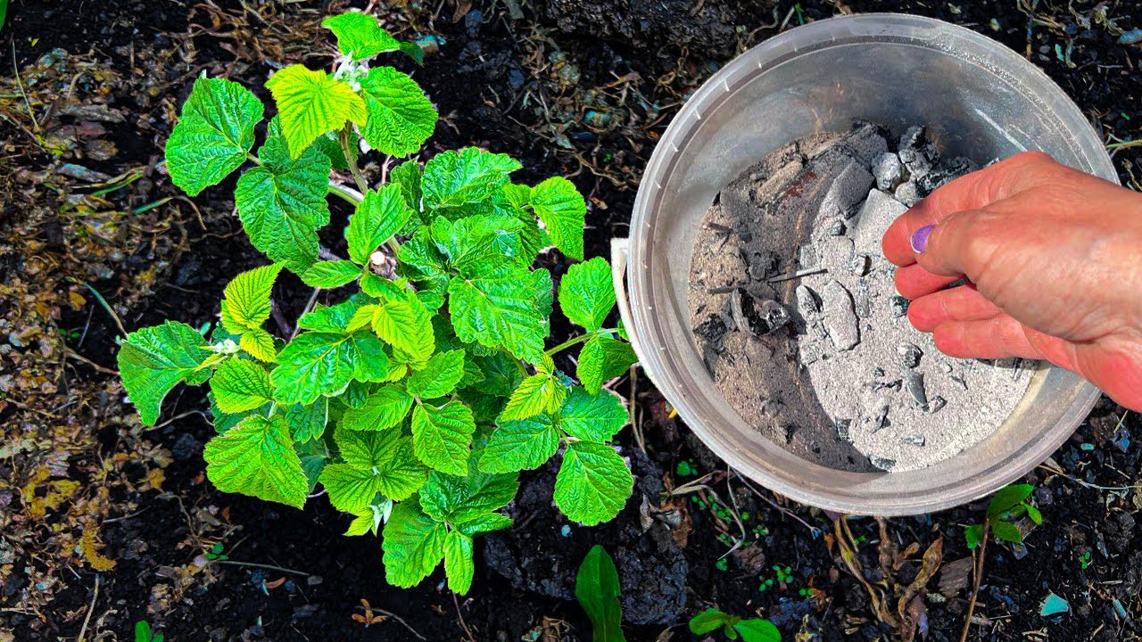 Kuinka ripotella kasveille grillihiiltä: miten se tehdään ja mitä etuja siitä on.