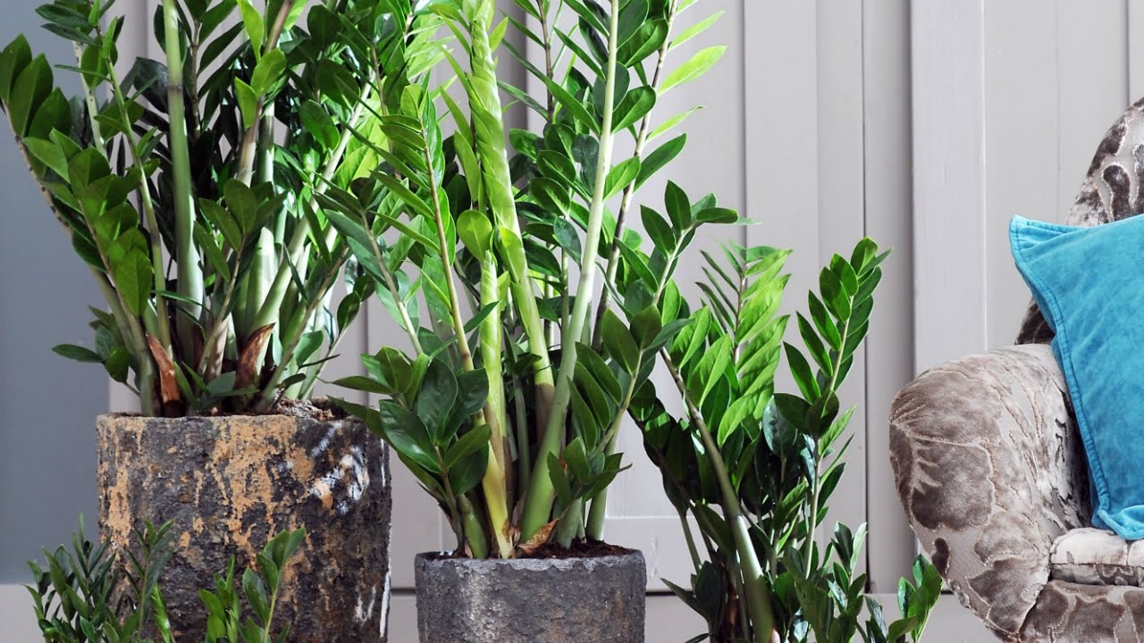 ”Kuolematon” kasvi, josta on tullut trendi toimistoissa: miksi jokainen haluaa sen työpöydälleen.