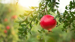 Ihanteellinen pienille taloille: puu, joka ei juurru ja tuottaa hedelmää koko kesän.