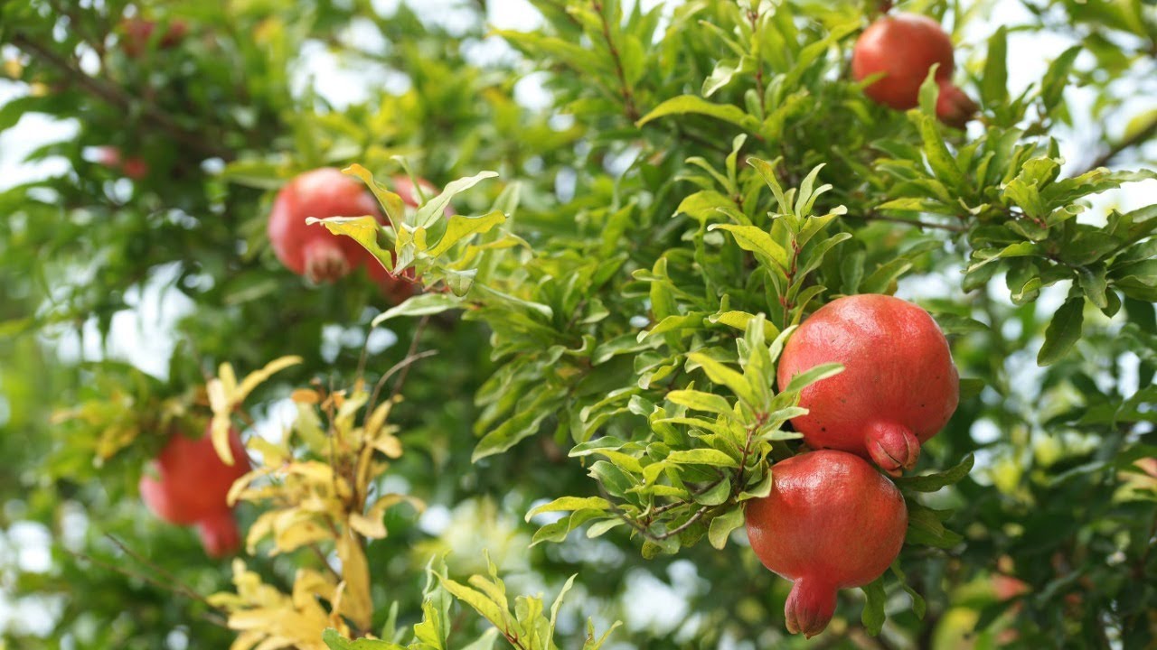 Ihanteellinen pienille taloille: puu, joka ei juurru ja tuottaa hedelmää koko kesän.