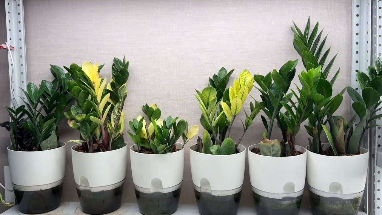 ”Kuolematon” kasvi, josta on tullut trendi toimistoissa: miksi jokainen haluaa sen työpöydälleen.