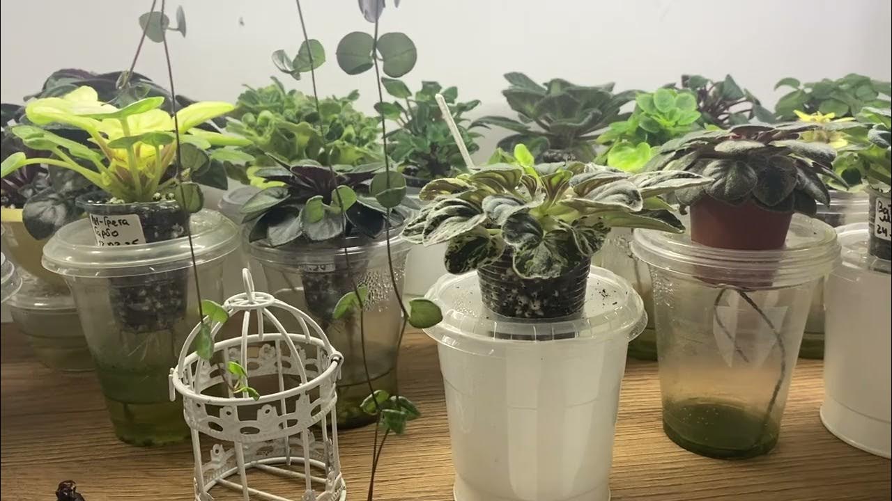 Kastelumenetelmä, jossa käytetään sydänlankaa, joka estää huonekasvien kuivumisen alhaisessa kosteudessa.