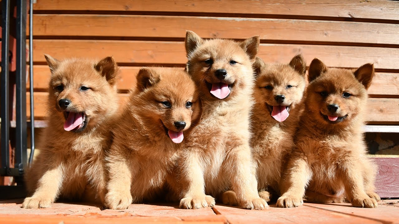 Kampanjan puitteissa järjestäjät pyrkivät auttamaan perheitä sosiaalistamaan pentuja, joista tulee tulevaisuudessa opaskoiria.