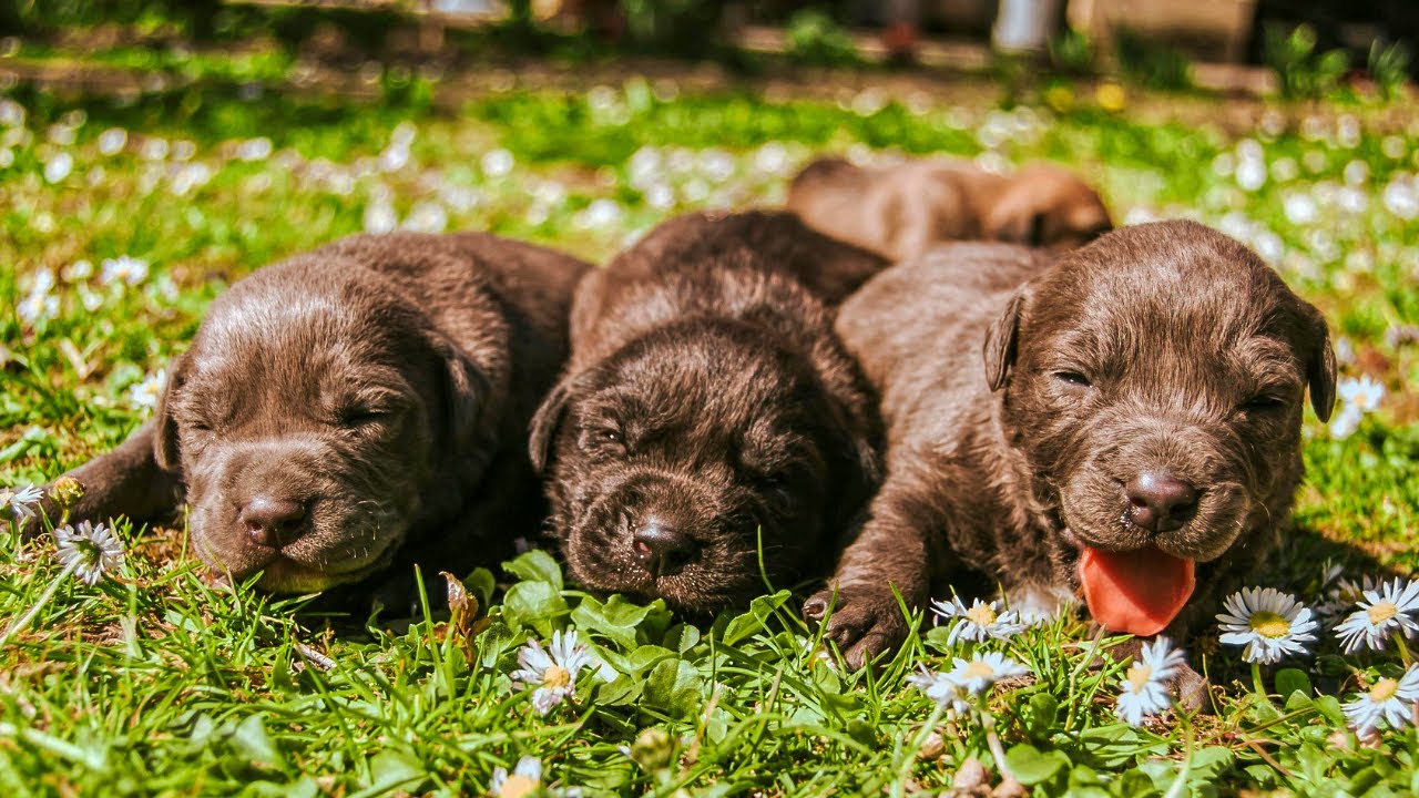 Kampanjan puitteissa järjestäjät pyrkivät auttamaan perheitä sosiaalistamaan pentuja, joista tulee tulevaisuudessa opaskoiria.