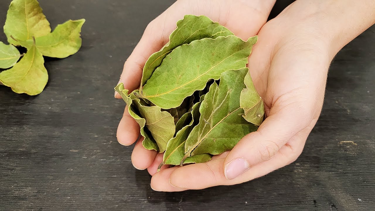 Laakerinlehden ja ruokasoodan sekoittaminen: miksi se on suositeltavaa ja mihin se on hyödyllistä.