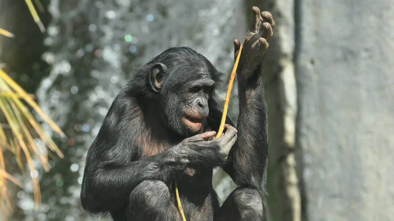 Tämä bonobo osoittaa, että mielikuvitus ei ole vain ihmisille ominaista, ja saa meidät miettimään uudelleen, mikä todella tekee meistä erityisiä.