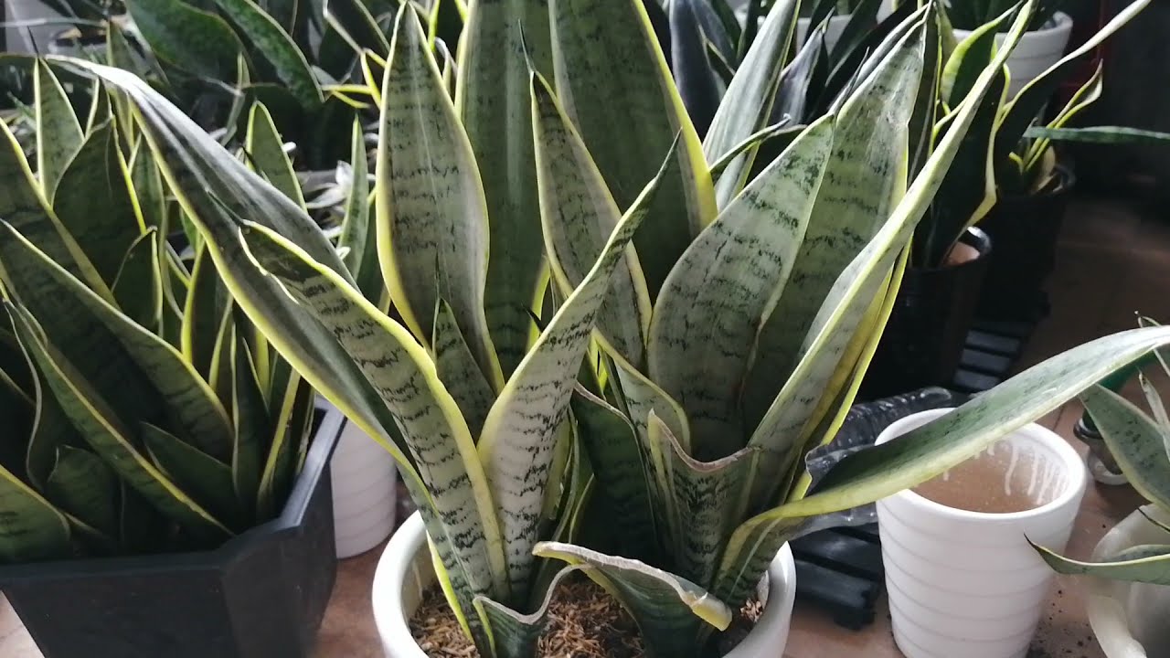 Ihanteellinen kasvi pieniin nurkkiin: se kasvaa pystysuoraan eikä vie paljon tilaa.