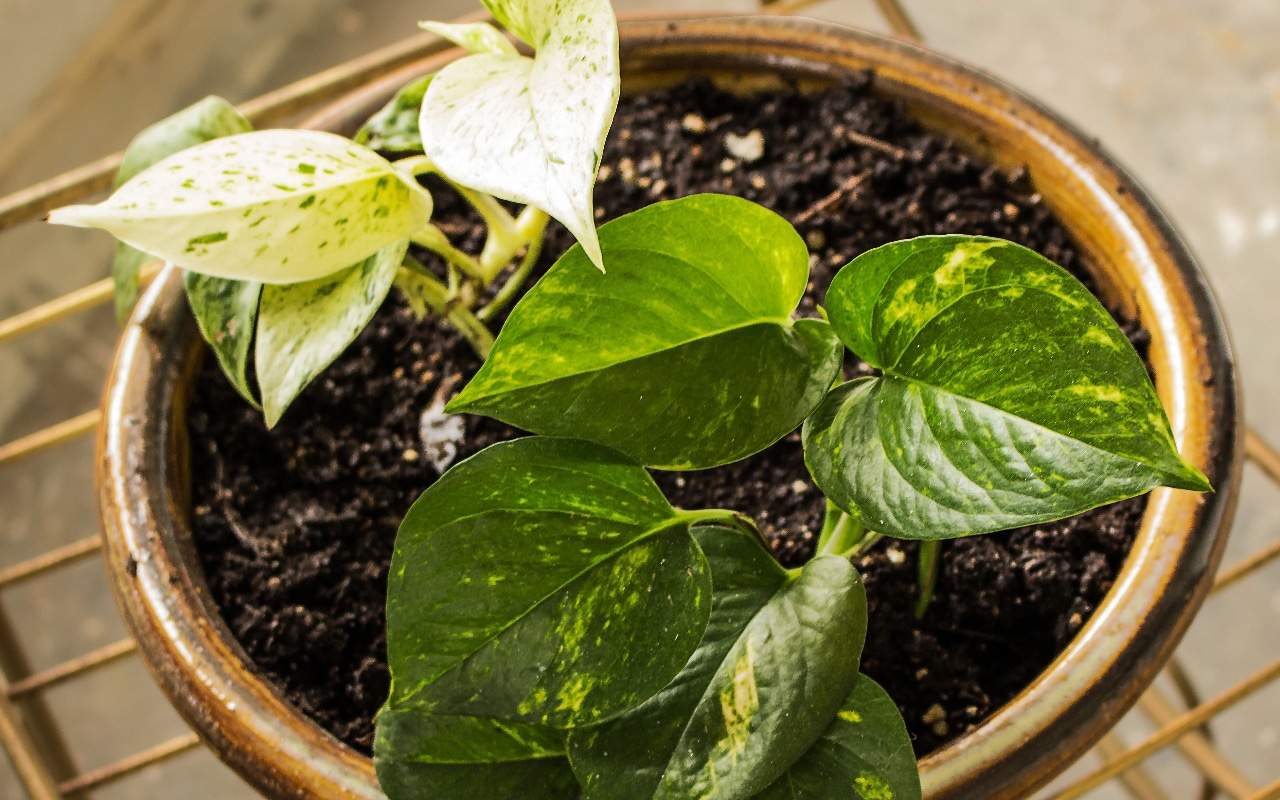 Scindapsus-kasvin kastelu riisivedellä: miksi se on suositeltavaa ja miksi se on hyödyllistä.