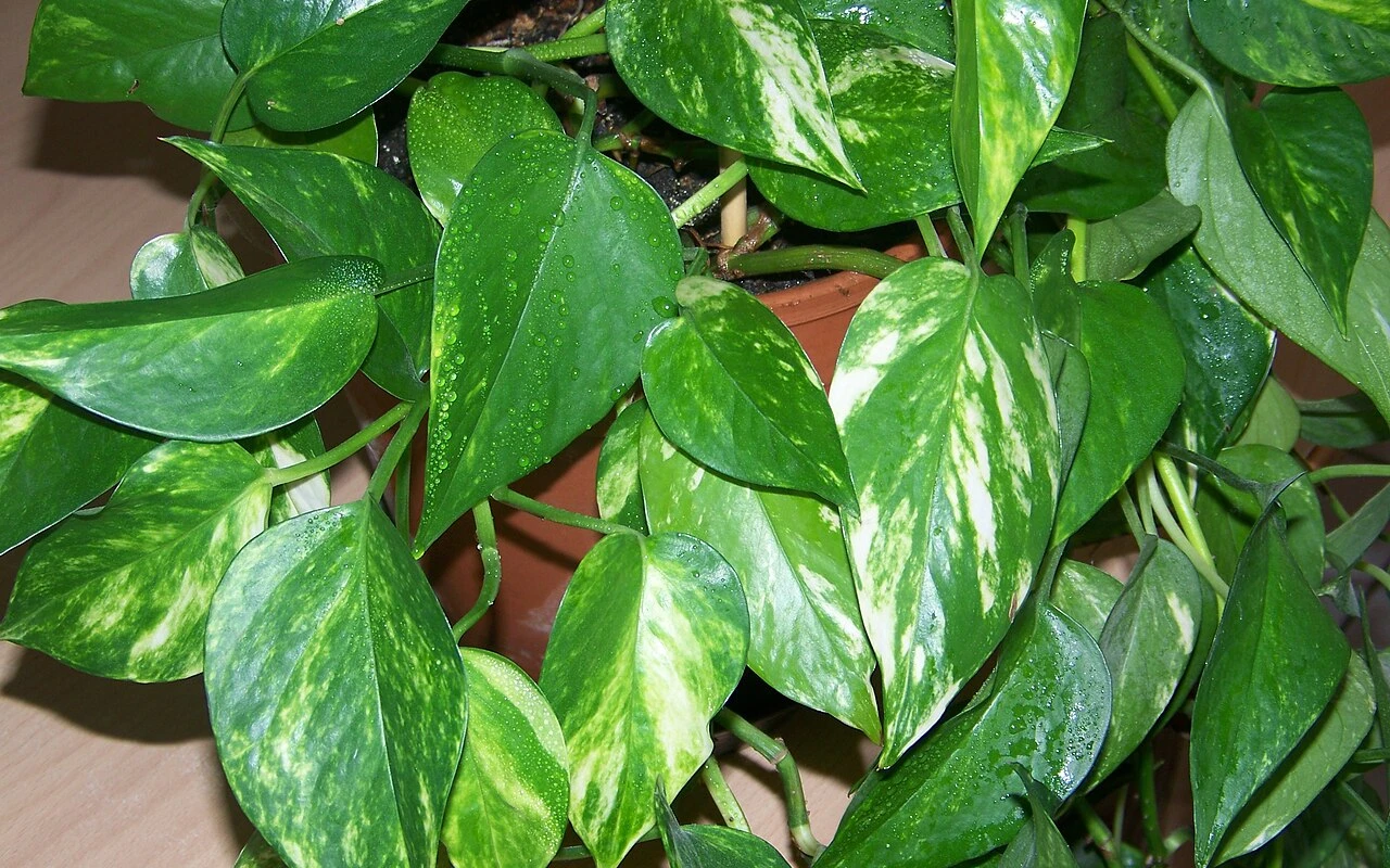 Scindapsus-kasvin kastelu riisivedellä: miksi se on suositeltavaa ja miksi se on hyödyllistä.
